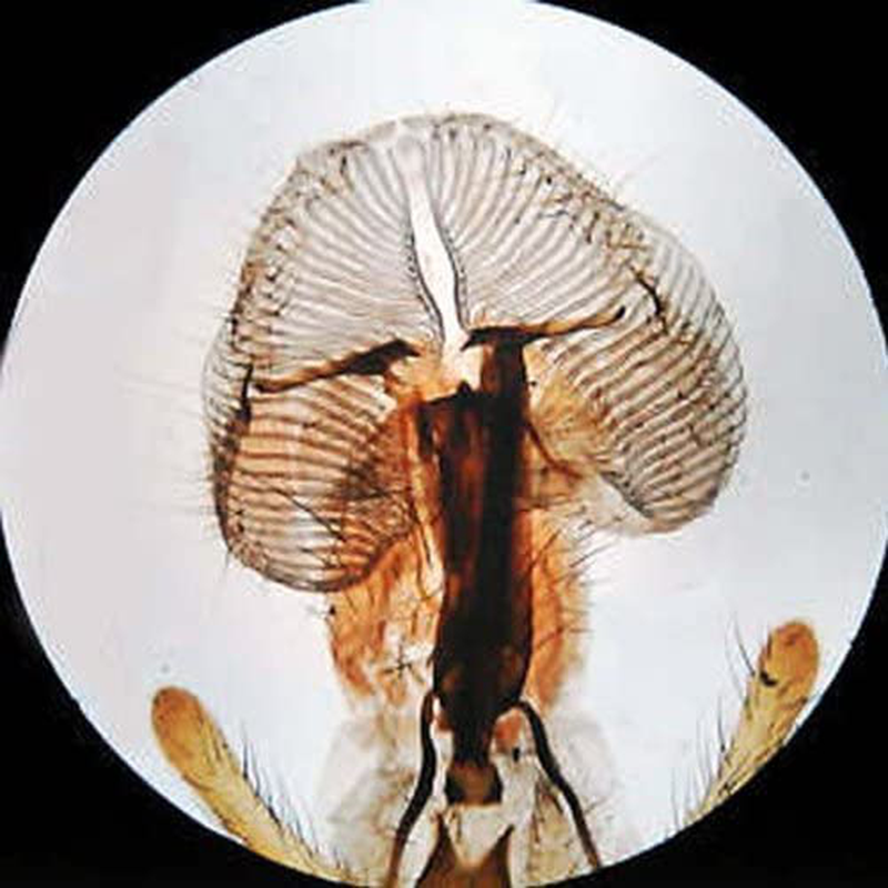 Amscope 120X-1200X 52-Pcs Kids Beginner Microscope STEM Kit with Metal Body Microscope, Plastic Slides, LED Light and Carrying Box (M30-Abs-Kt51),Black